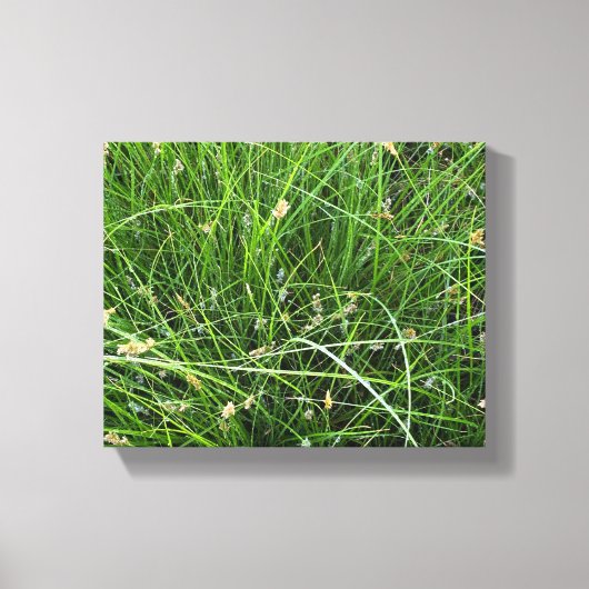 California Meadow Sedge Canvas Afdruk (Voorkant)