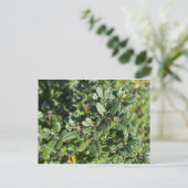 CALIFORNIA NATIVE COLORS: BRIEFKAART OKTOBER (Staand voorkant)