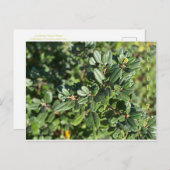 CALIFORNIA NATIVE COLORS: BRIEFKAART OKTOBER (Voorkant / Achterkant)