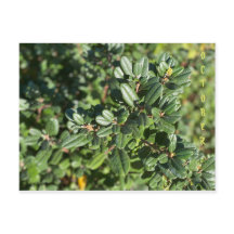 CALIFORNIA NATIVE COLORS: BRIEFKAART OKTOBER