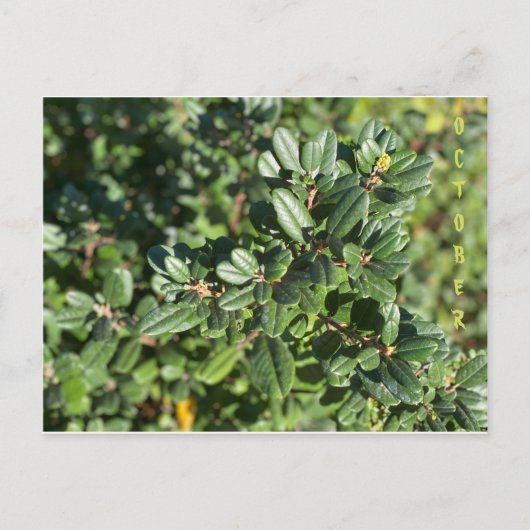 CALIFORNIA NATIVE COLORS: BRIEFKAART OKTOBER (Voorkant)