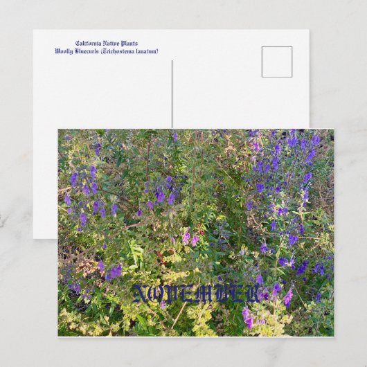 CALIFORNIA NATIVE COLORS: NOVEMBER-BRIEFKAART BRIEFKAART (Voorkant / Achterkant)