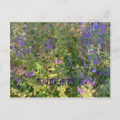 CALIFORNIA NATIVE COLORS: NOVEMBER-BRIEFKAART BRIEFKAART (Voorkant)