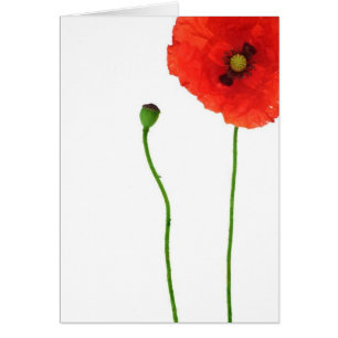 California Oranje Red Poppy Simple Beauty