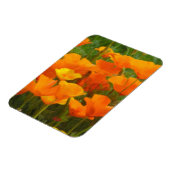 california papaver magneet (Linkerzijde)