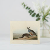 California Partridge - Audubon's Birds of America Briefkaart (Staand voorkant)