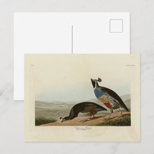California Partridge - Audubon's Birds of America Briefkaart (Voorkant / Achterkant)