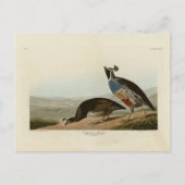 California Partridge - Audubon's Birds of America Briefkaart (Voorkant)