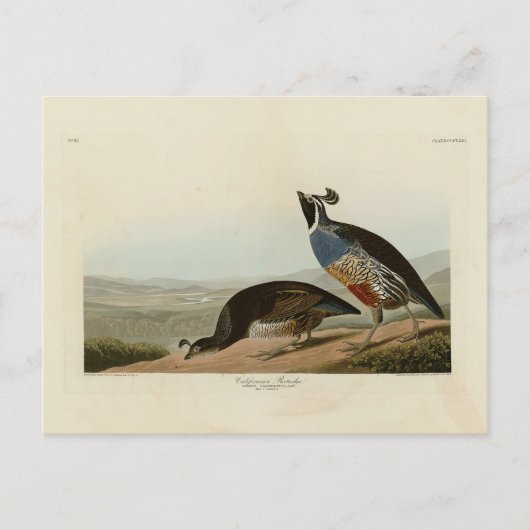 California Partridge - Audubon's Birds of America Briefkaart (Voorkant)