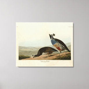 California Partridge - Audubon's Birds of America Canvas Afdruk