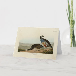 California Partridge - Audubon's Birds of America Kaart