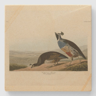 California Partridge - Audubon's Birds of America Stenen Onderzetter