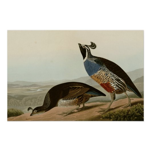 California Partridge Perfect Poster (Voorkant)