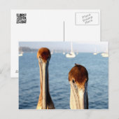 California Pelicans Briefkaart (Voorkant / Achterkant)