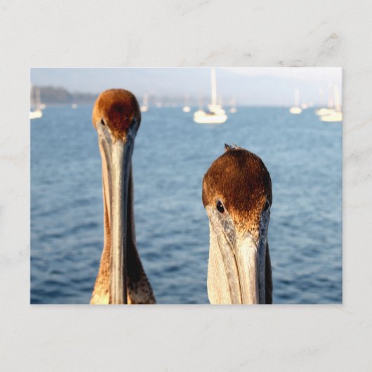California Pelicans Briefkaart (Voorkant)