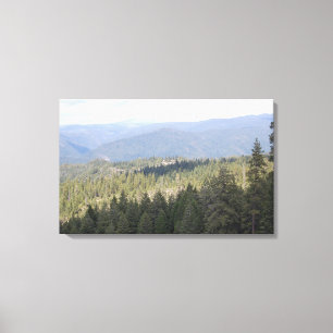 California Pine Bomen Fotografie Canvas Afdruk