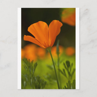 California Poppie Briefkaart