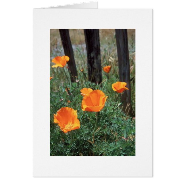 California Poppies (Voorkant)