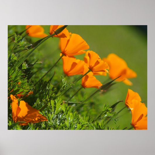 California Poppies 2011 Print (Voorkant)