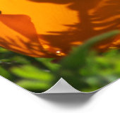California Poppies 2011 Print (Hoek)