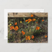 California Poppies Briefkaart (Voorkant / Achterkant)