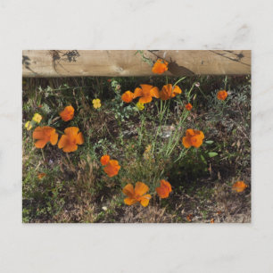 California Poppies Briefkaart
