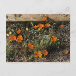 California Poppies Briefkaart