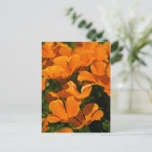 California Poppies Briefkaart (Staand voorkant)