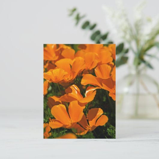 California Poppies Briefkaart (Staand voorkant)