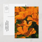 California Poppies Briefkaart (Voorkant / Achterkant)