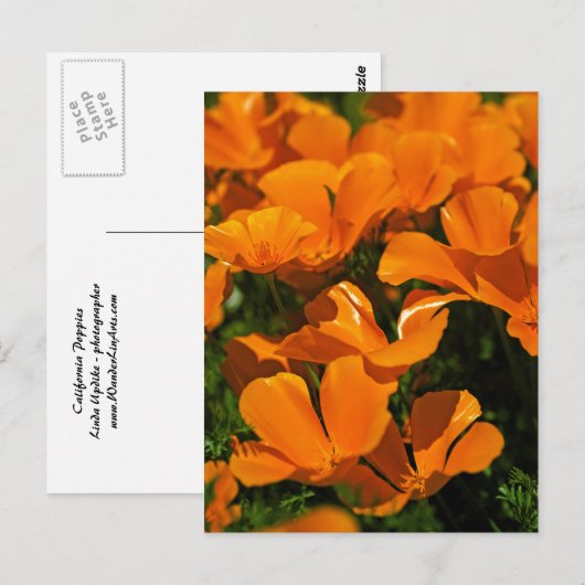 California Poppies Briefkaart (Voorkant / Achterkant)