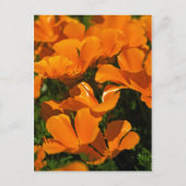 California Poppies Briefkaart (Voorkant)