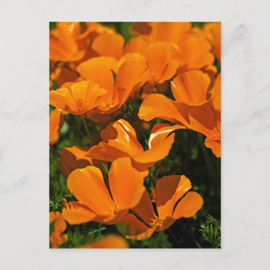 California Poppies Briefkaart (Voorkant)