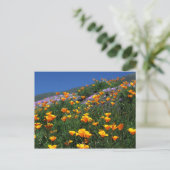 California Poppies Briefkaart (Staand voorkant)