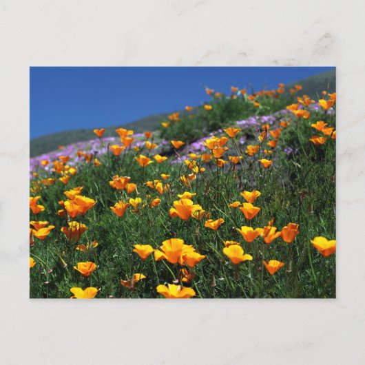 California Poppies Briefkaart (Voorkant)