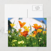 California Poppies Briefkaart (Voorkant / Achterkant)