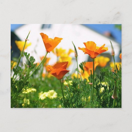 California Poppies Briefkaart (Voorkant)