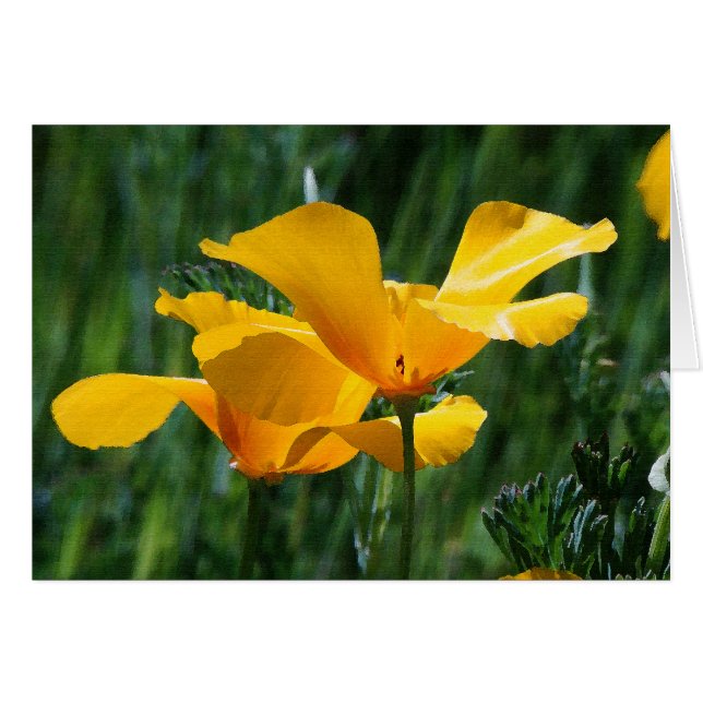 California Poppies Flowers Card (Voorkant Horizontaal)