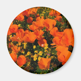 California Poppies Magneet