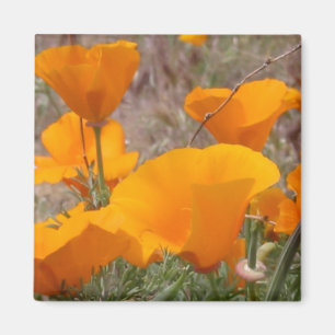 California Poppies Magnet