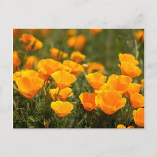 California poppies, Montana de Oro State Park Briefkaart