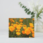 California poppies, Montana de Oro State Park Briefkaart (Staand voorkant)