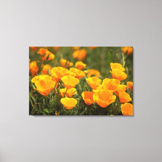 California poppies, Montana de Oro State Park Canvas Afdruk (Voorkant)