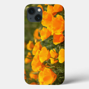 California poppies, Montana de Oro State Park iPhone 13 Hoesje