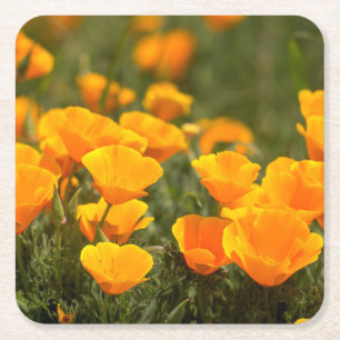 California poppies, Montana de Oro State Park Kartonnen Onderzetters