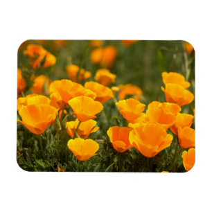 California poppies, Montana de Oro State Park Magneet