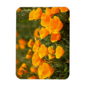 California poppies, Montana de Oro State Park Magneet (Verticaal)