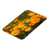 California poppies, Montana de Oro State Park Magneet (Linkerzijde)