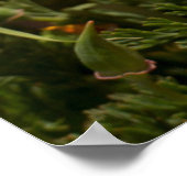 California poppies, Montana de Oro State Park Poster (Hoek)