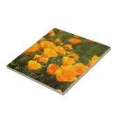 California poppies, Montana de Oro State Park Tegeltje (Zijkant)